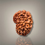 14 MUKHI RUDRAKSHA - INDONESIAN