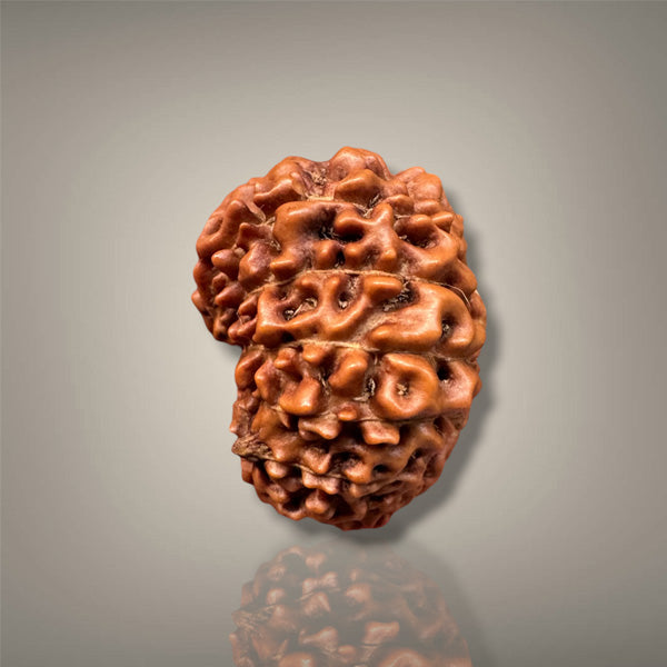 14 MUKHI RUDRAKSHA - INDONESIAN