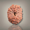 14 MUKHI RUDRAKSHA - INDONESIAN