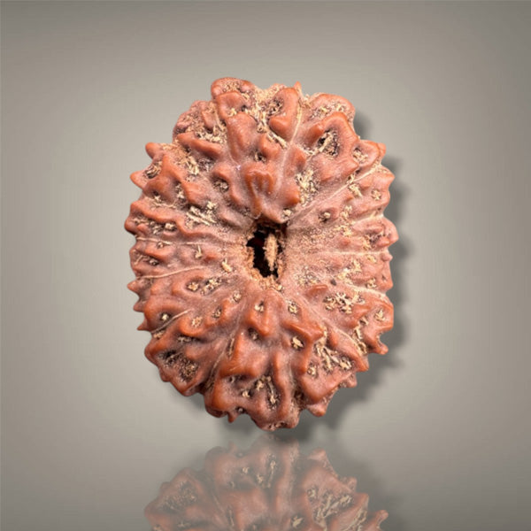 14 MUKHI RUDRAKSHA - INDONESIAN