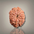 14 MUKHI RUDRAKSHA - INDONESIAN