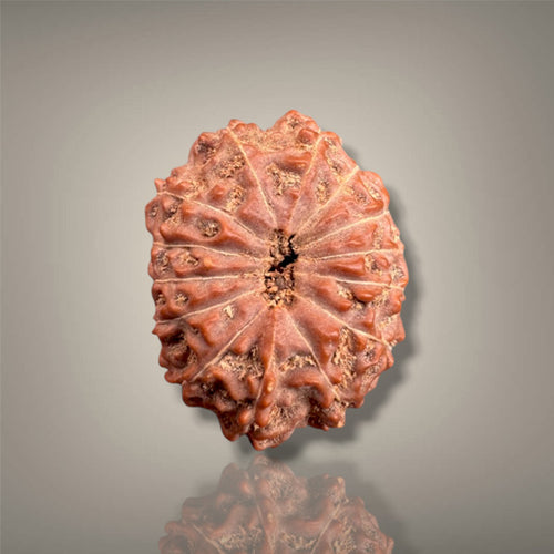 14 MUKHI RUDRAKSHA - INDONESIAN