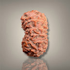 14 MUKHI RUDRAKSHA - INDONESIAN