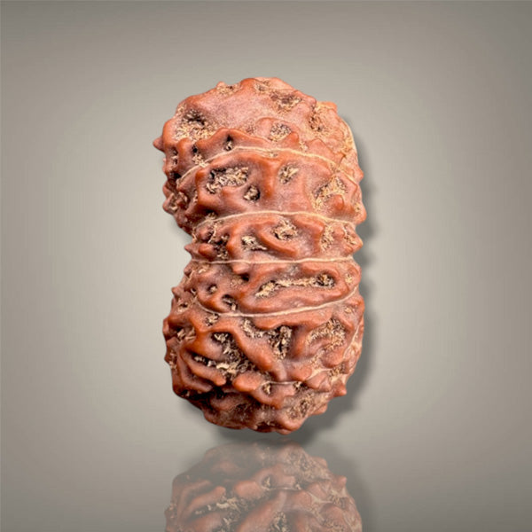 14 MUKHI RUDRAKSHA - INDONESIAN