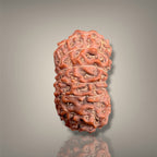 14 MUKHI RUDRAKSHA - INDONESIAN