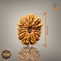 14 MUKHI RUDRAKSHA (BIG)- NEPALI BEAD