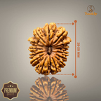 14 MUKHI RUDRAKSHA (BIG)- NEPALI BEAD