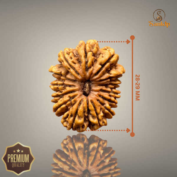 14 MUKHI RUDRAKSHA (BIG)- NEPALI BEAD