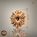 14 MUKHI RUDRAKSHA (MEDIUM)- NEPALI BEAD