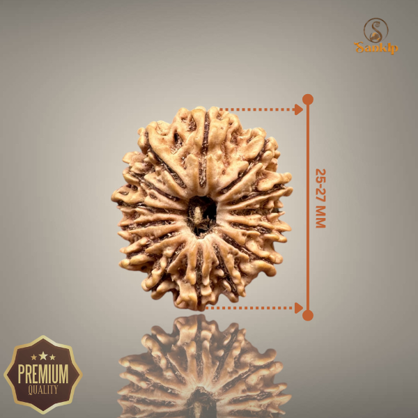 14 MUKHI RUDRAKSHA (MEDIUM)- NEPALI BEAD