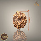 14 Mukhi Nepali Rudraksha with authentic natural beads, premium sacred Rudraksha associated with intuition, courage, spiritual growth, and inner strength