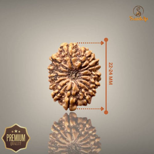14 Mukhi Nepali Rudraksha with authentic natural beads, premium sacred Rudraksha associated with intuition, courage, spiritual growth, and inner strength