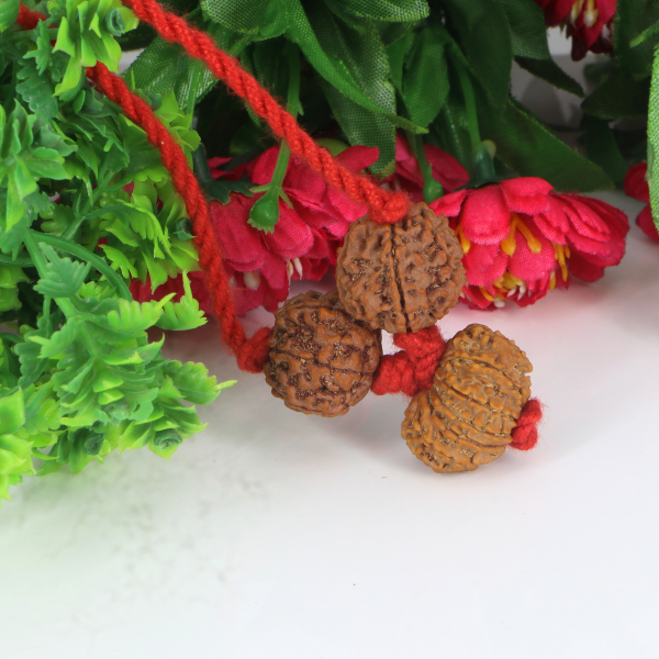 "Premium Rudraksha Kavach for Attraction & Luxury with two original 6 Mukhi Rudraksha beads and one 13 Mukhi Rudraksha, crafted with spiritual significance and traditional elegance."