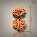 GAURI SHANKAR RUDRAKSHA - PREMIUM
