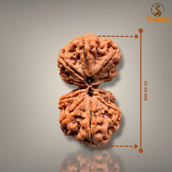 GAURI SHANKAR RUDRAKSHA - PREMIUM