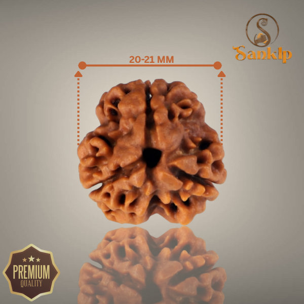 3 MUKHI RUDRAKSHA (BIG )- NEPALI BEAD
