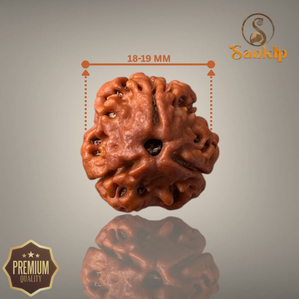 3 MUKHI RUDRAKSHA (MEDIUM - NEPALI BEAD