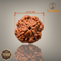 4 MUKHI RUDRAKSHA (MEDIUM )- NEPALI BEAD