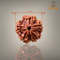 "Premium original 5 Mukhi Rudraksha bead crafted for spirituality, traditional significance, and elegant sacred wear."