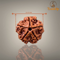 "Premium original 5 Mukhi Rudraksha bead crafted for spirituality, traditional significance, and elegant sacred wear."