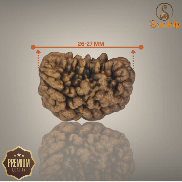 1 MUKHI RUDRAKSHA (MEDIUM) - INDIAN BEAD