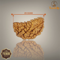 1 MUKHI RUDRAKSHA (BIG) - INDIAN BEAD