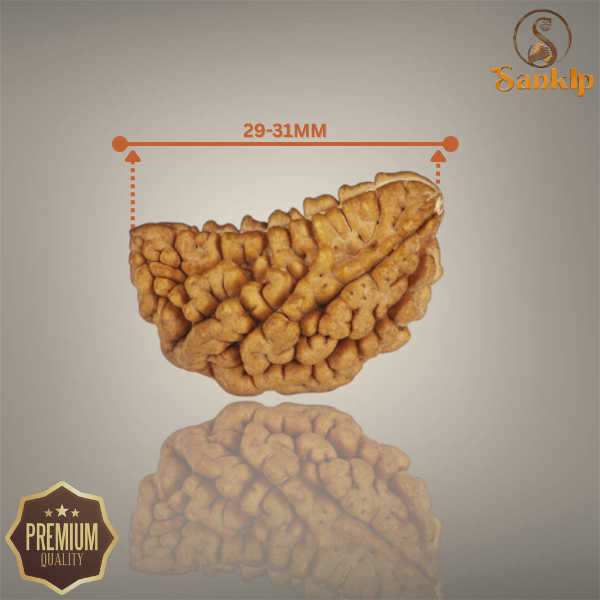 1 MUKHI RUDRAKSHA (BIG) - INDIAN BEAD