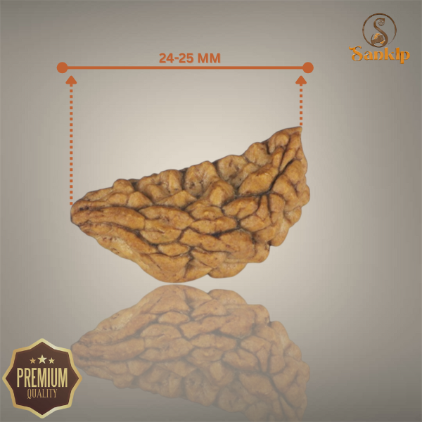1 MUKHI RUDRAKSHA (SMALL) - INDIAN BEAD