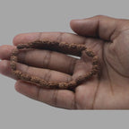 2 Mukhi Rudraksha Bracelet