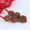 "Premium Rudraksha Kavach to Improve Health with two original 3 Mukhi Rudraksha beads and three 5 Mukhi Rudraksha beads, crafted with spiritual significance and traditional elegance."