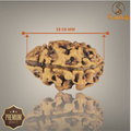 2 MUKHI RUDRAKSHA (SMALL - NEPALI  BEAD)