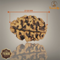 2 MUKHI RUDRAKSHA (MEDIUM) - NEPALI BEAD