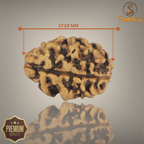 2 MUKHI RUDRAKSHA (MEDIUM) - NEPALI BEAD