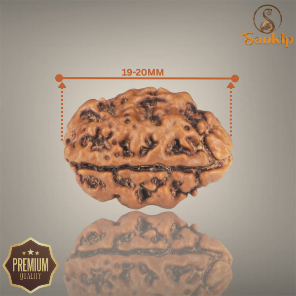 2 MUKHI RUDRAKSHA (BIG) - NEPALI BEAD