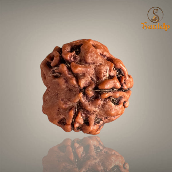 3 MUKHI RUDRAKSHA (SMALL) - NEPALI BEAD