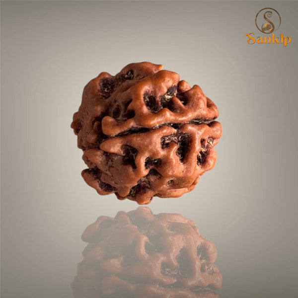 3 MUKHI RUDRAKSHA (SMALL) - NEPALI BEAD