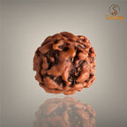 3 MUKHI RUDRAKSHA (SMALL) - NEPALI BEAD