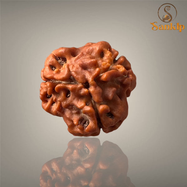 3 MUKHI RUDRAKSHA (MEDIUM - NEPALI BEAD
