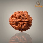 3 MUKHI RUDRAKSHA (BIG )- NEPALI BEAD