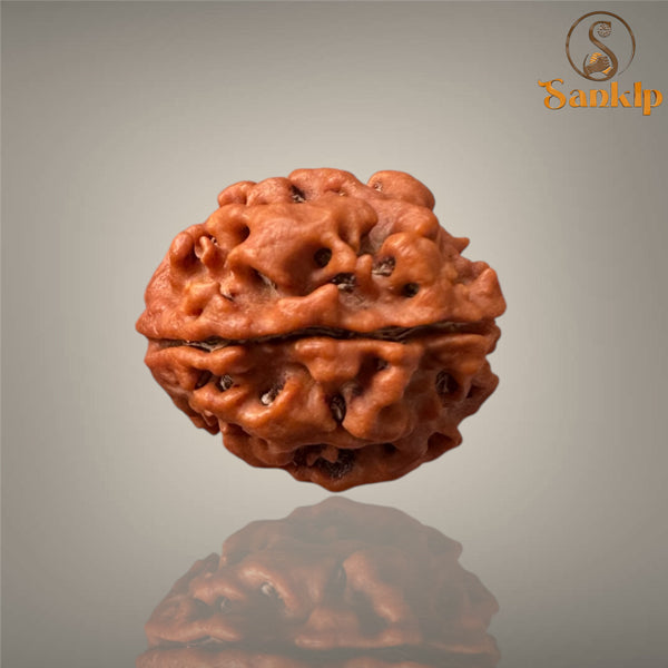 3 MUKHI RUDRAKSHA (BIG )- NEPALI BEAD