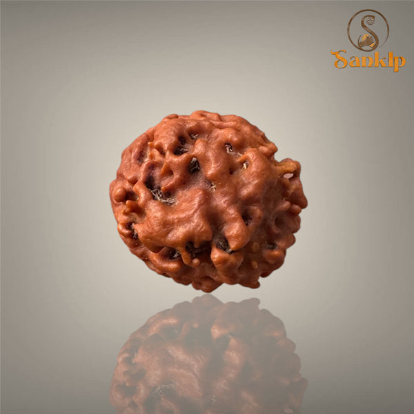 3 MUKHI RUDRAKSHA (MEDIUM - NEPALI BEAD