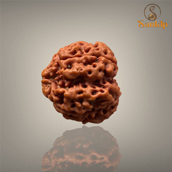4 MUKHI RUDRAKSHA (BIG )- NEPALI BEAD