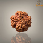 4 MUKHI RUDRAKSHA (SMALL )- NEPALI BEAD