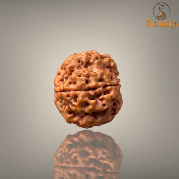 4 MUKHI RUDRAKSHA (MEDIUM )- NEPALI BEAD