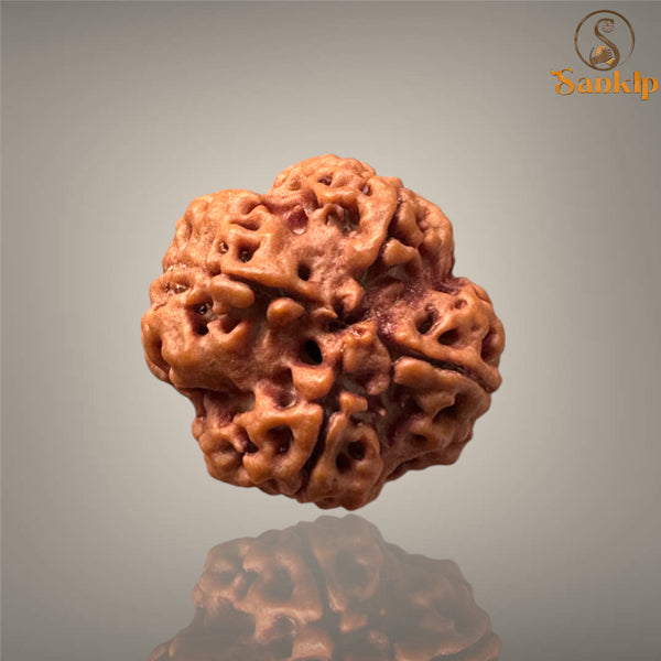 4 MUKHI RUDRAKSHA (MEDIUM )- NEPALI BEAD