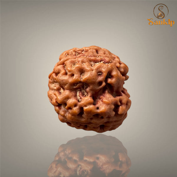 4 MUKHI RUDRAKSHA (MEDIUM )- NEPALI BEAD