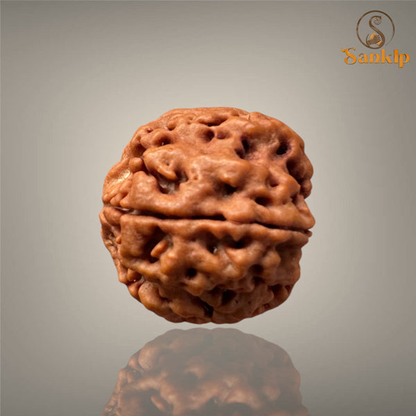 4 MUKHI RUDRAKSHA (BIG )- NEPALI BEAD