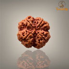 4 MUKHI RUDRAKSHA (BIG )- NEPALI BEAD