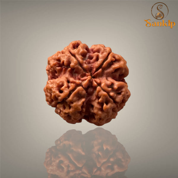 4 MUKHI RUDRAKSHA (BIG )- NEPALI BEAD