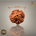 4 MUKHI RUDRAKSHA (BIG )- NEPALI BEAD